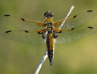 Viervlek/ Libellula quadrimaculata