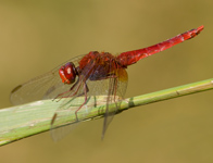 Vuurlibel/ Crocothemis erythraea