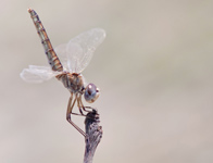 Windvaantje/ Selysiothemis nigra