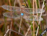 Zadellibel/ Anax ephippiger