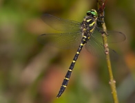 Zuidelijke bronlibel/ Cordulegaster bidentata