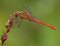 Zuidelijke heidelibel/ Sympetrum meridionale