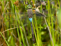 Zuidelijke keizerlibel/ Anax parthenope