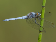 Zuidelijke oeverlibel/ Orthetrum brunneum