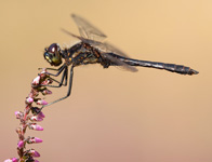 Zwarte heidelibel/ Sympetrum danae