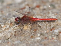 Zwervende heidelibel/ Sympetrum fonscolombii