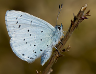 Boomblauwtje/ Celastrina argiolus