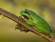 Boomkikker/ Hyla arborea
