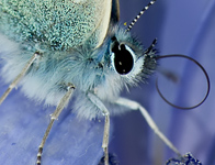 Icarusblauwtje/ Polymmatus icarus