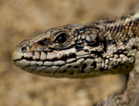 Levendbarende hagedis/ Zootoca vivipara