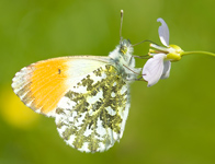 Oranjetipje/ Anthocharis cardamines