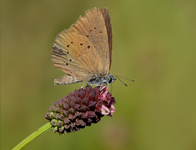 Donker pimpernel blauwtje/ Pengaris nousithous