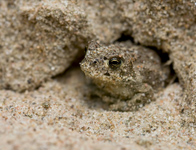 Rugstreeppad/ Bufo calamita