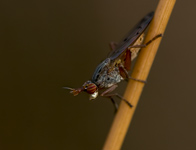 Slakkendoder spec./ Elgiva cucularia
