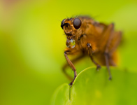 Strontvlieg spec./ Scathophaga spec.