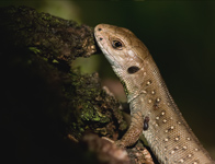 Zandhagedis/ Lacerta agilis