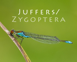Juffers/ Zygoptera